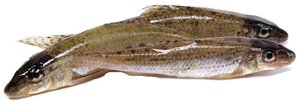 goujon.jpg